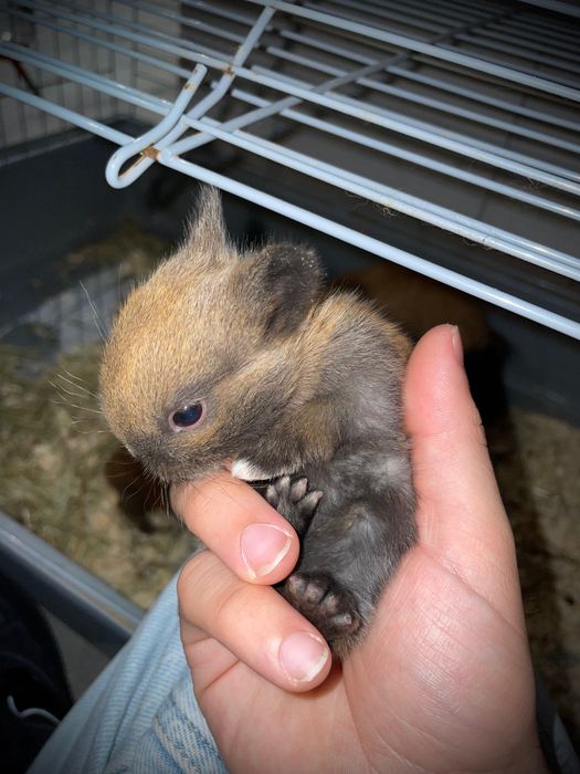 Coelhos Anões *Disponíveis*
