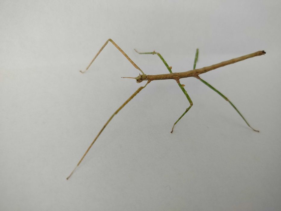 Oddam patyczaki rogate - hodowla płciowa - likwidacja terrarium