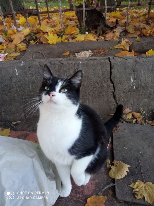 Аліса у відповідальну сім'ю