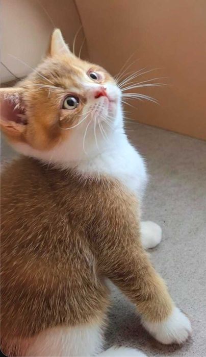 British Shorthair bicolor cinnamon com Lop