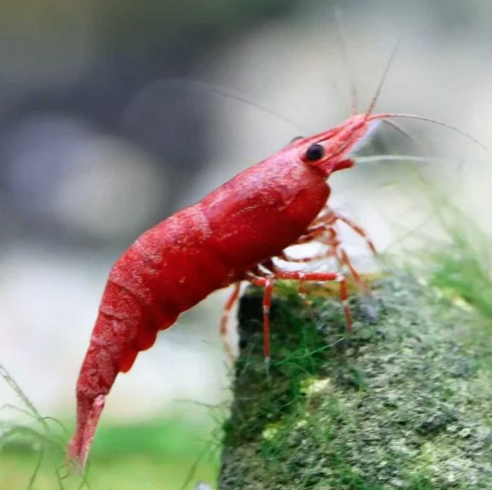 Krewetka BLOODY MARY - Neocaridina - Caridina - dowóz, wysyłka