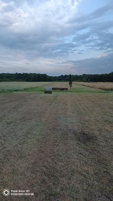 Bela siana świeżego