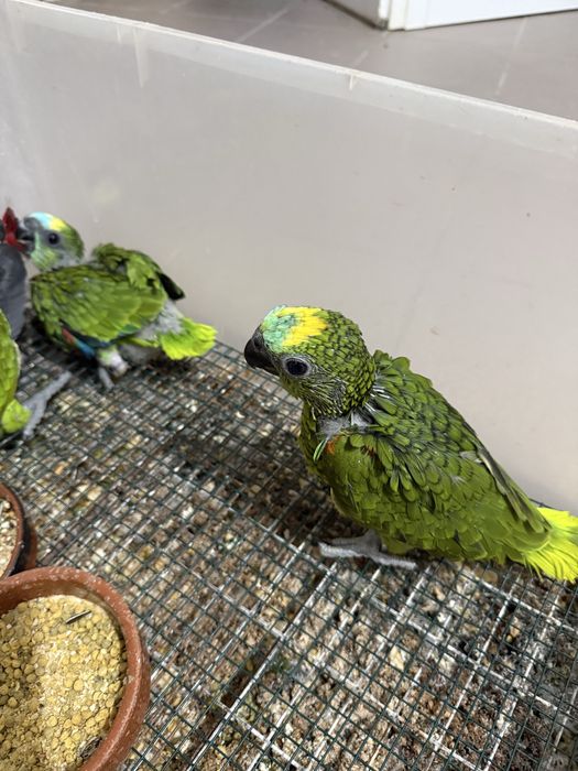papagaios aestivas e ochrocephalas bebes