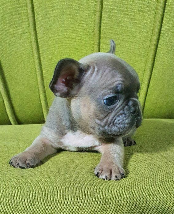 Французский бульдог мальчик!