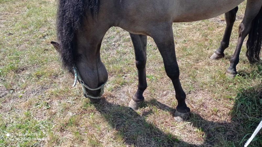 Sprzedam  klacz konika polskiego