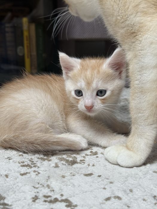Кошенята безкоштовно