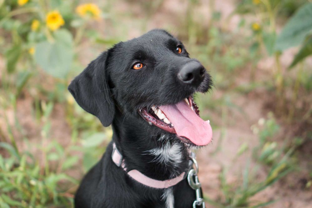 Roczny Dżager szuka domu!