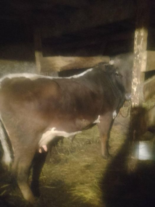 Продам корову після 2 тиляти