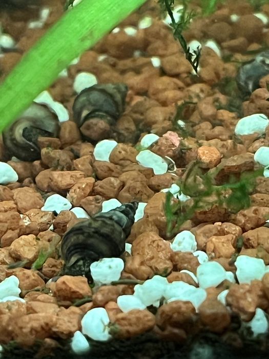 Slimaki Brotia herculea