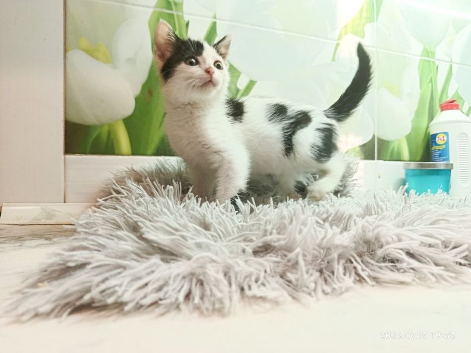Маленька кішечка в пошуках дому