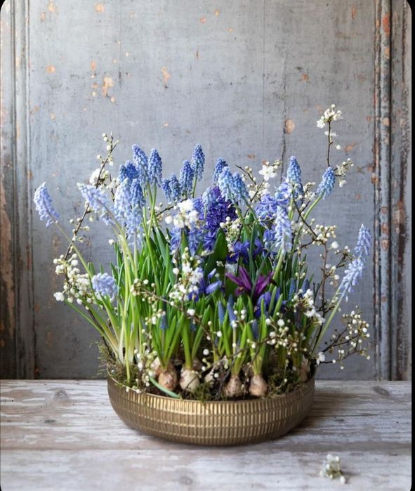 Domowy ogródek 2 wersje przedwiosenny w metalowej misie