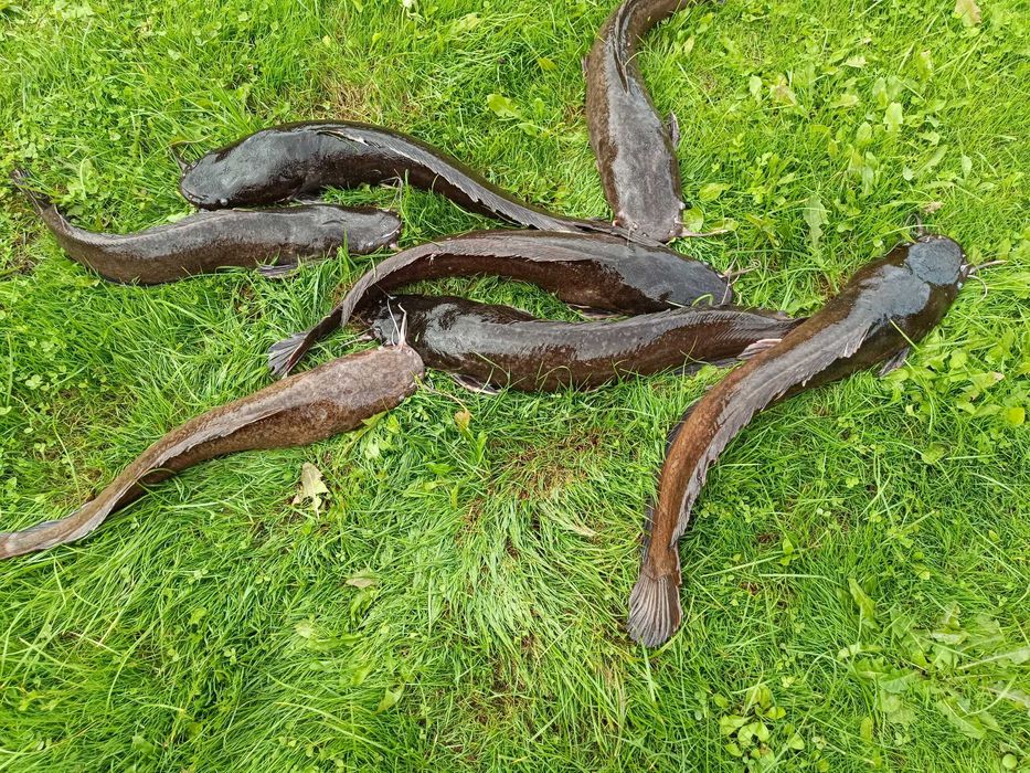 Sum Hurt od 50kg cały rok