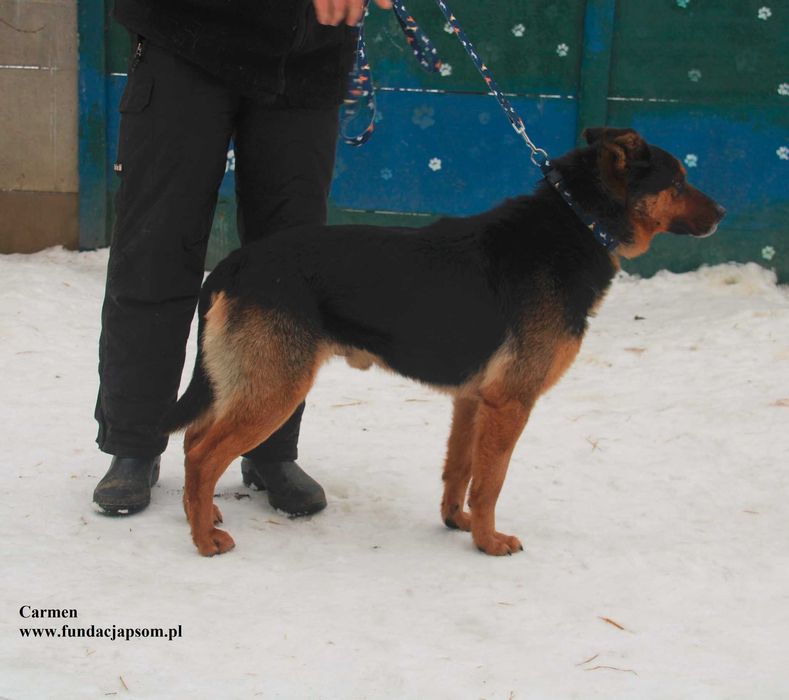 Carmen, super piesek szuka domku