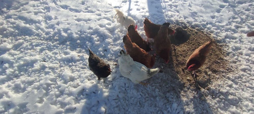 Sprzedam kury nioski