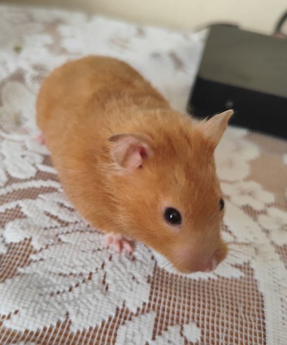 Oddam za darmo dwie chomiczki