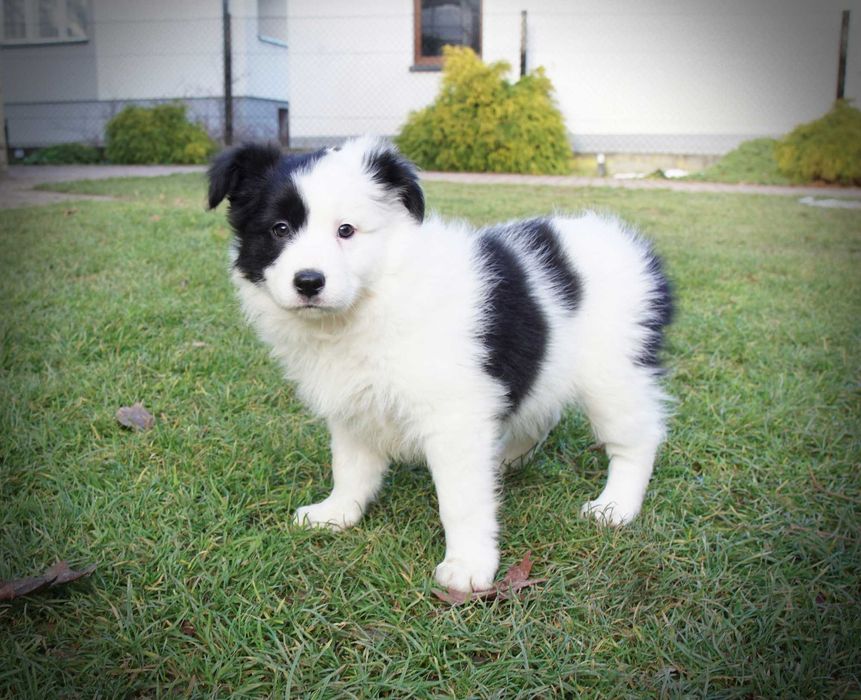 Border collie suczka linia show gotowa do odbioru