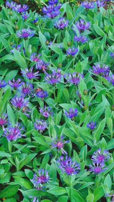 Chaber gorski .Bylina