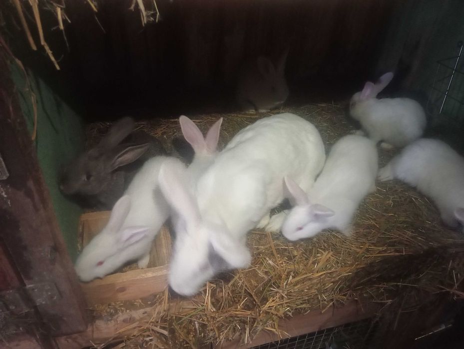 Króliki samica z młodymi