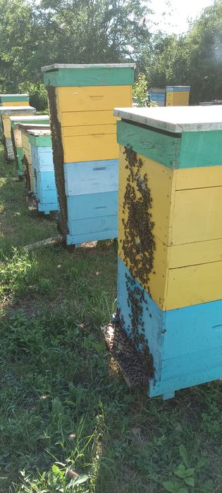 Бджолопакети та бджолосім'ї