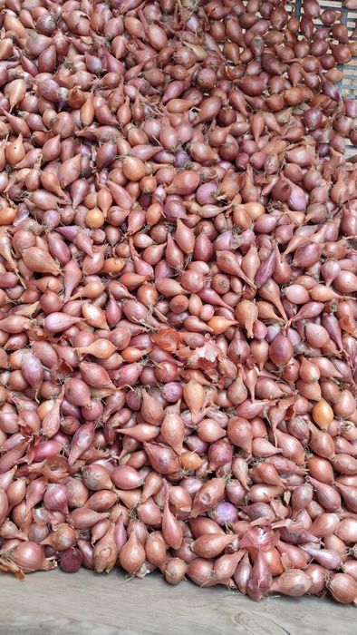 Лук севок тиканка