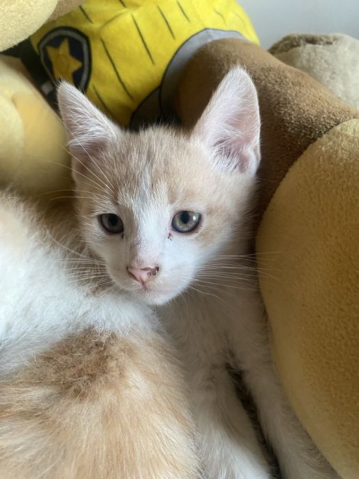 Котики хлопчики в хороші руки