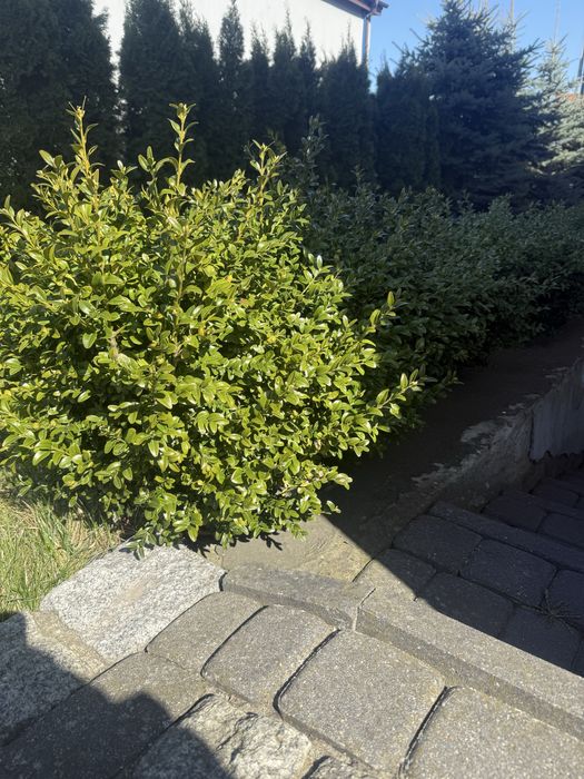 Bukszpan wiecznie zielony wysokość 55cm.