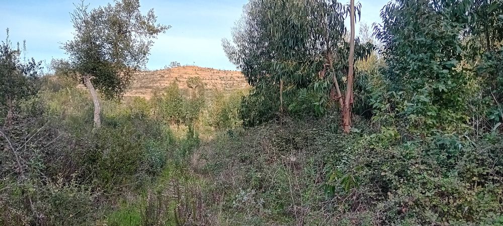 Terreno rustico a 20 kms de Monchique!