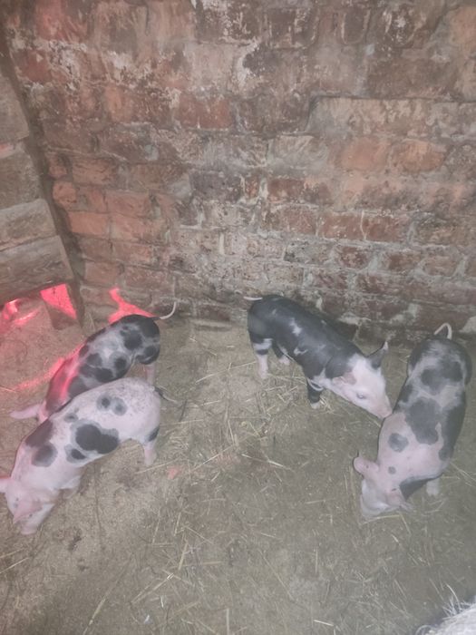 Продам малих поросят