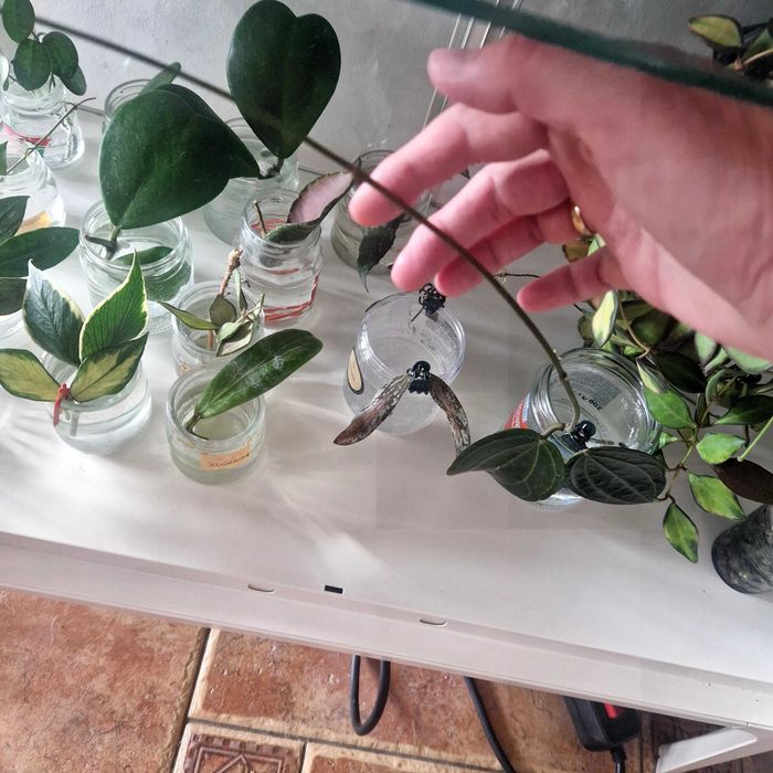 Hoya Latifolia. Sadzonka szczytowa do ukorzenienia