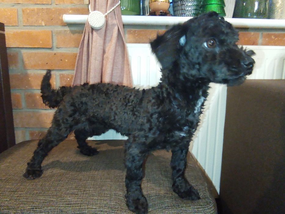 Husar piesek rasy Rosyjska Bolonka Kolorowa