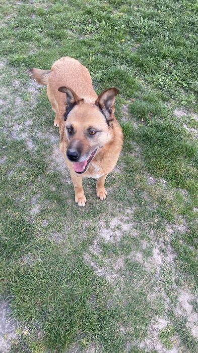 Piesek do adopcji