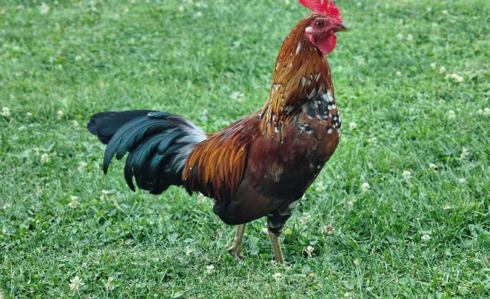 Kogut liliput liliputek