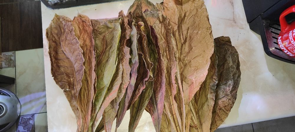 Листки кепатанга індійський мигдаль