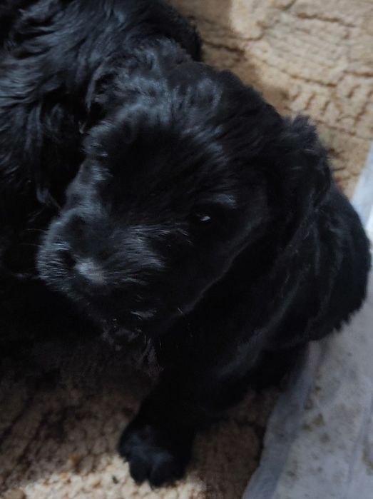 Sznaucer olbrzym pies