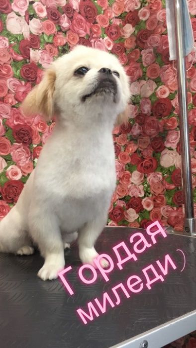 Грумінг собак