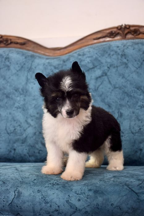 Chinese Crested Dog - Variedade com pelo