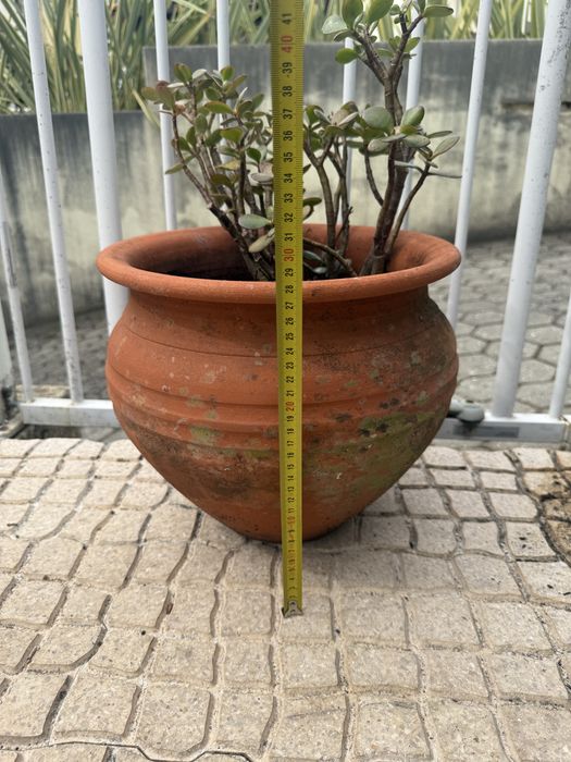 Vendo conjunto de 3 vasos de barro, 2 deles já com plantas suculentas