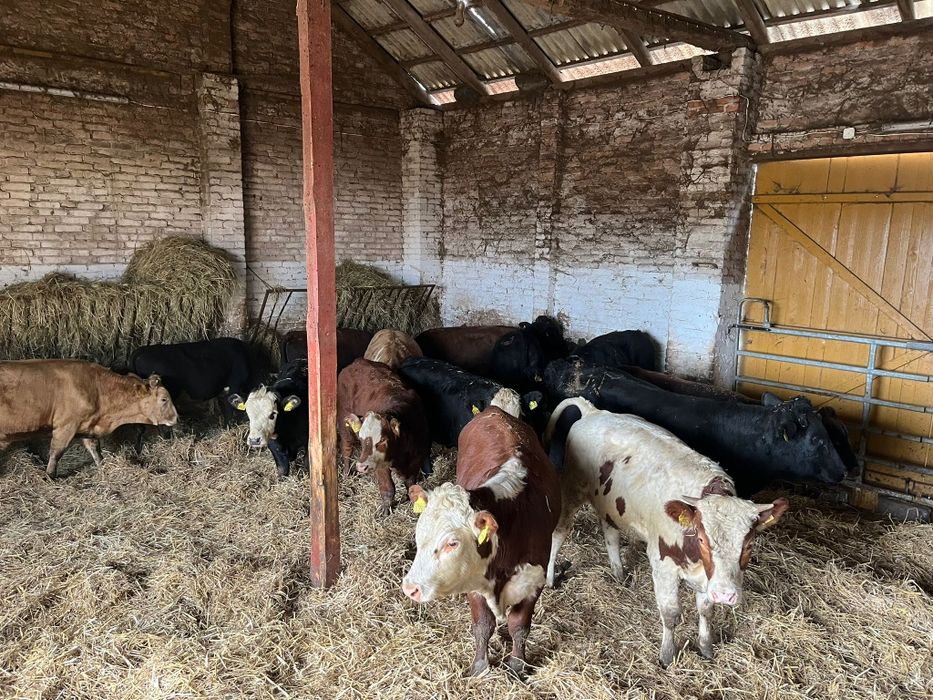 Byki odsatki mięsne