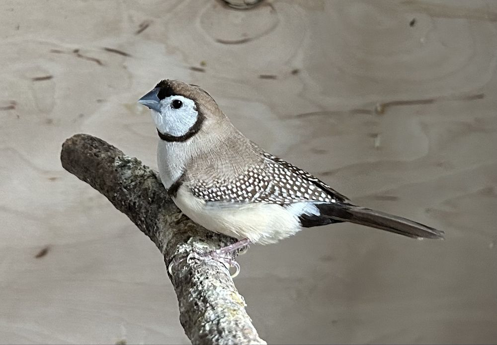 Amadyny Kratoskrzydłe Astryldy