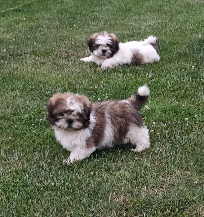 Shihtzu suczka tricolor