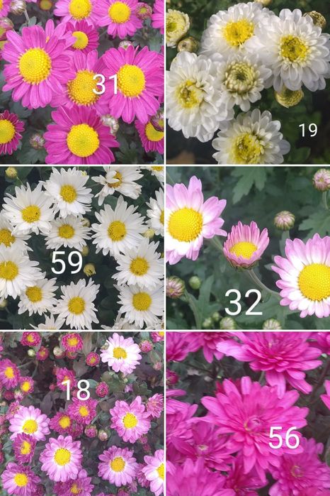 Хризантема, лилейник,безвременник,ирисы