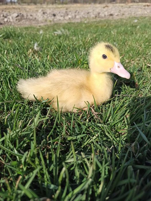 Каченята Мулард утята підрощені Вільшана