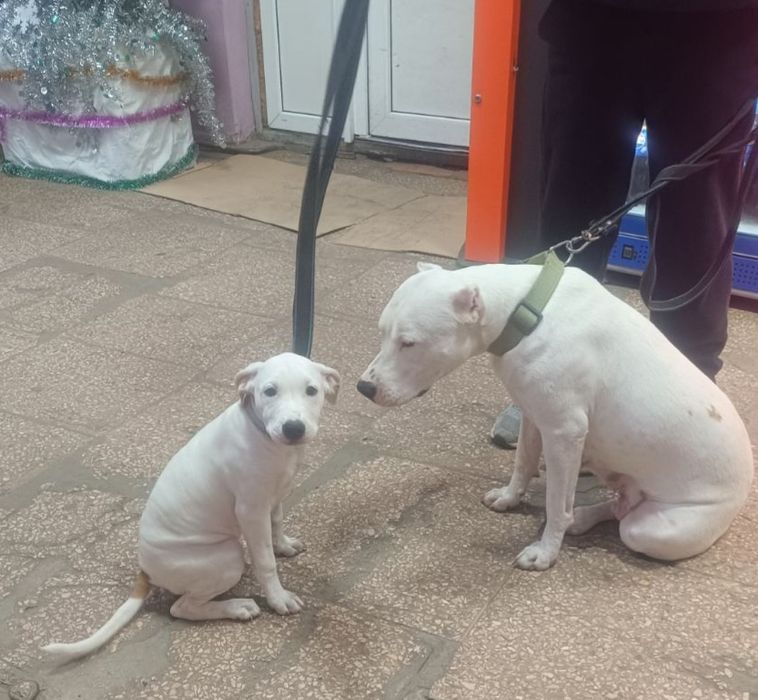 Срочно щенки американского стаффордширского терьера