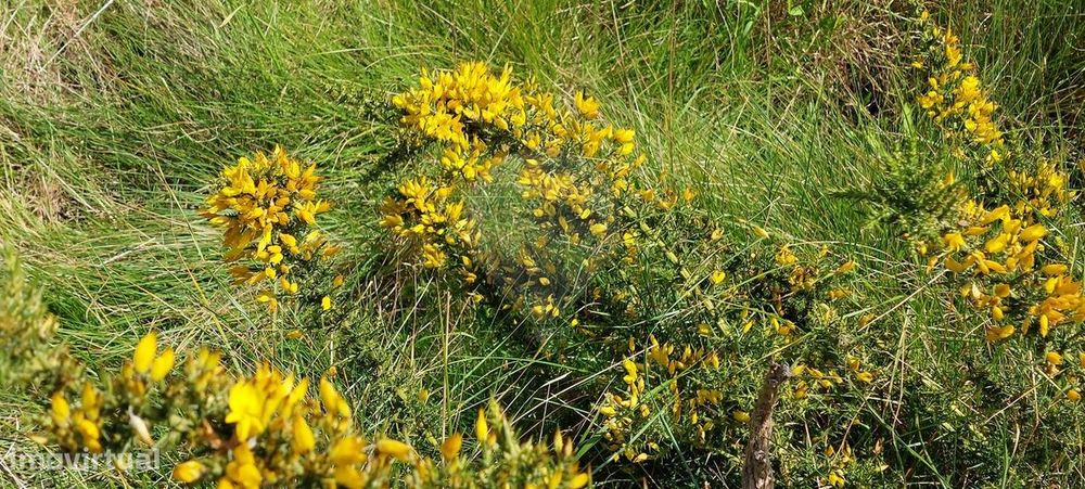 Terreno  para venda — Enxara Do Bispo, Gradil E Vila Franca Do Rosário, Lisboa