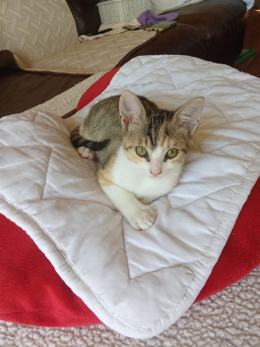 Izzy, para adoção