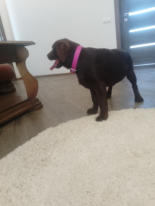 Лабрадор ретривер дівчата