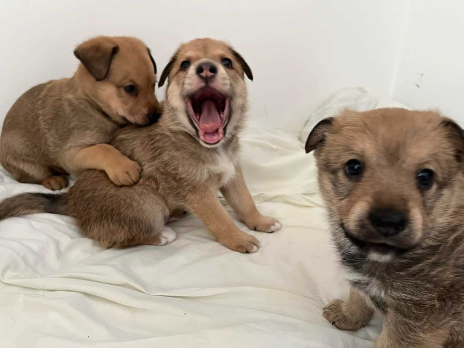 Цуценята 2 місці у добрі руки безкоштовно