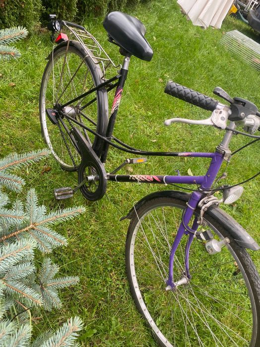Rower damka pegasus