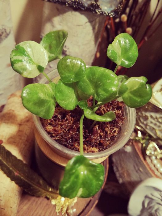 Pilea Albo Variegata roś UNIKAT Drzewko Szczęścia i pieniędzy monstera
