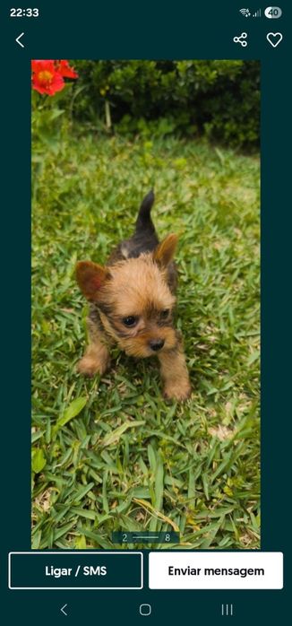 Yorkshire Terrier miniatura fêmea criado em ambiente familiar